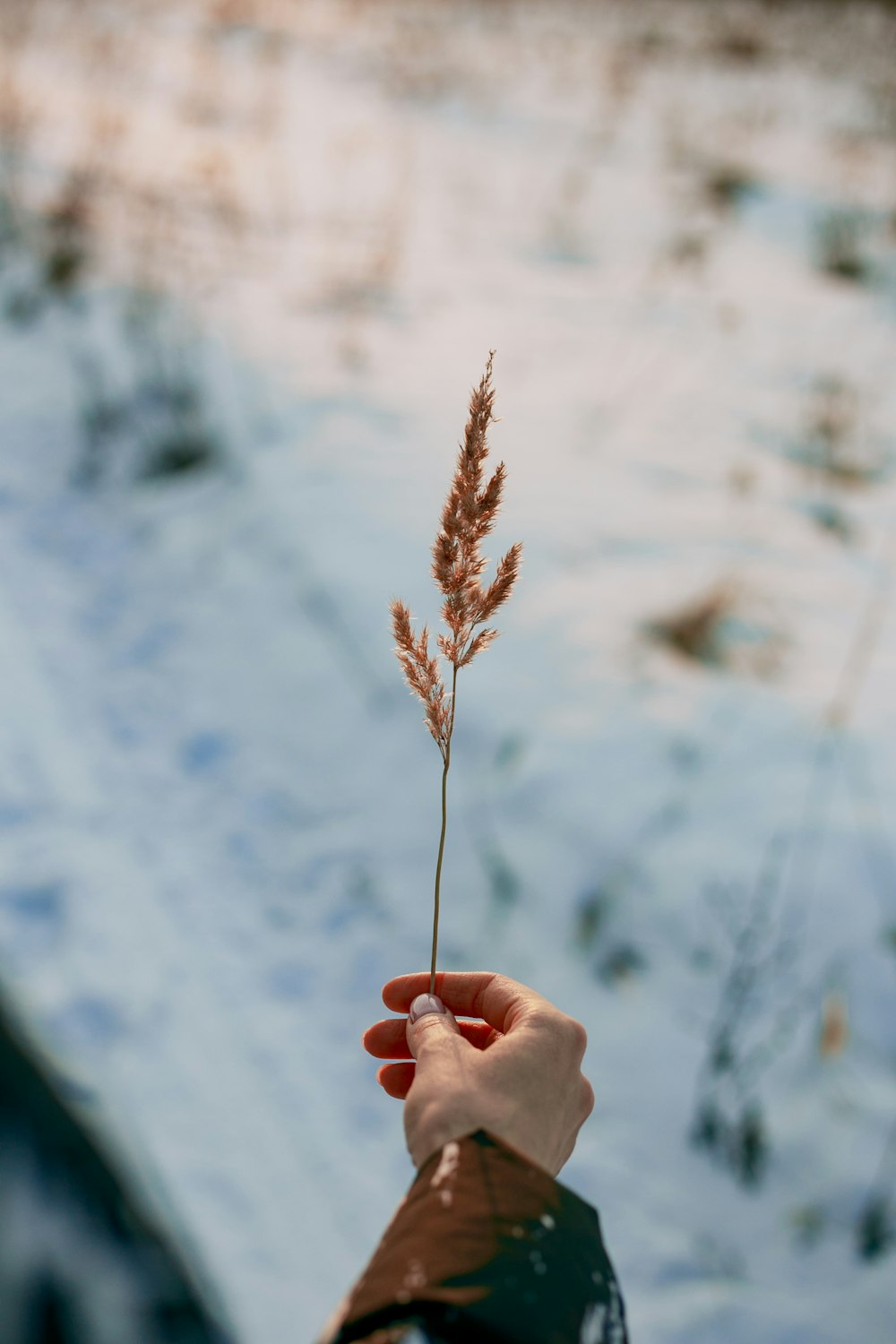 person holding brown dried leaf