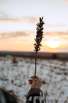 A moody photo of a hand holding wild herbs against a twilight sky.