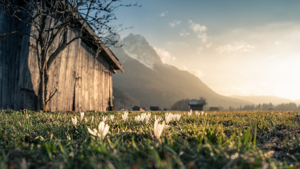 Braunes Holzhaus auf grünem Grasfeld in der Nähe von Bergen tagsüber