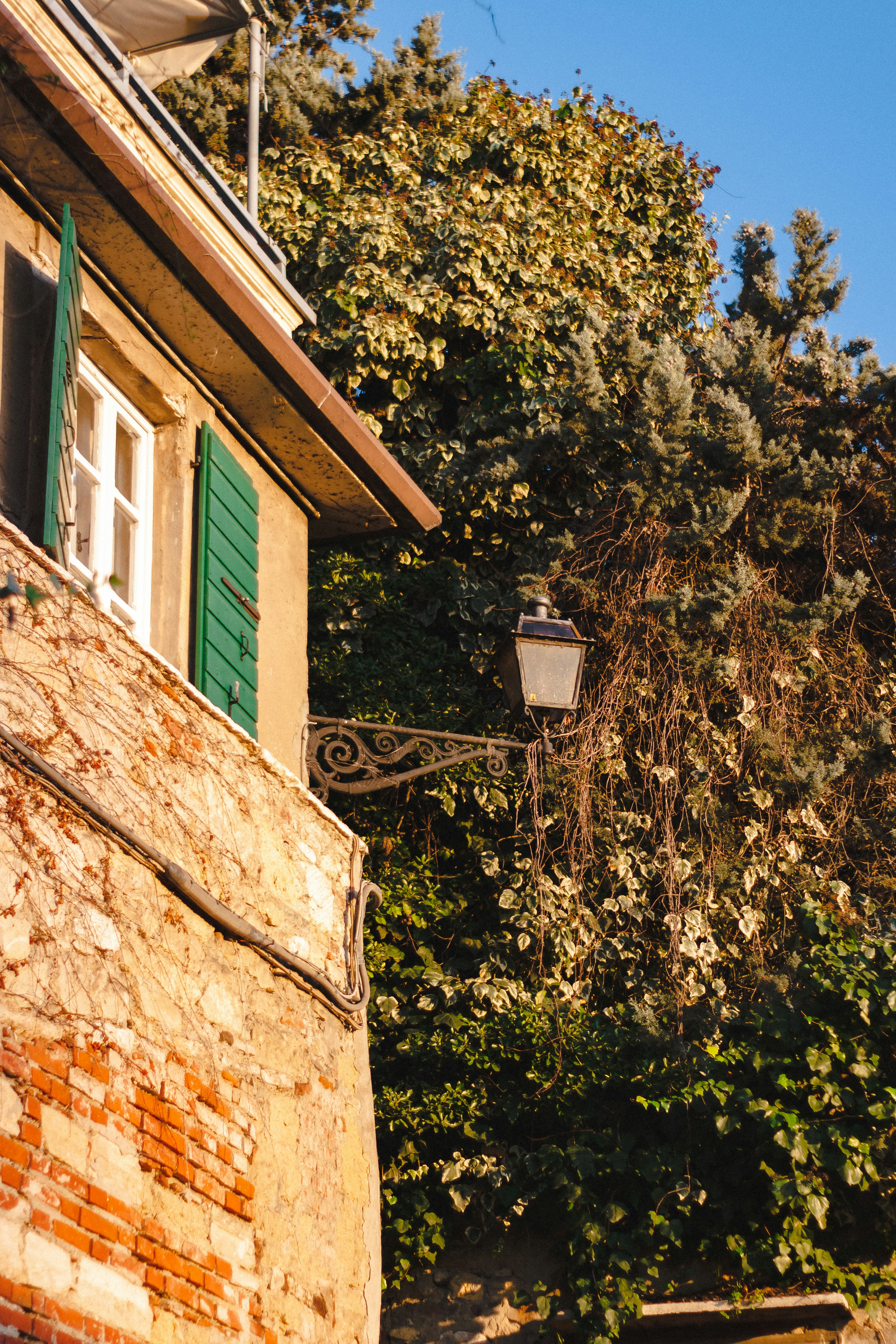 green tree beside brown concrete building during daytime