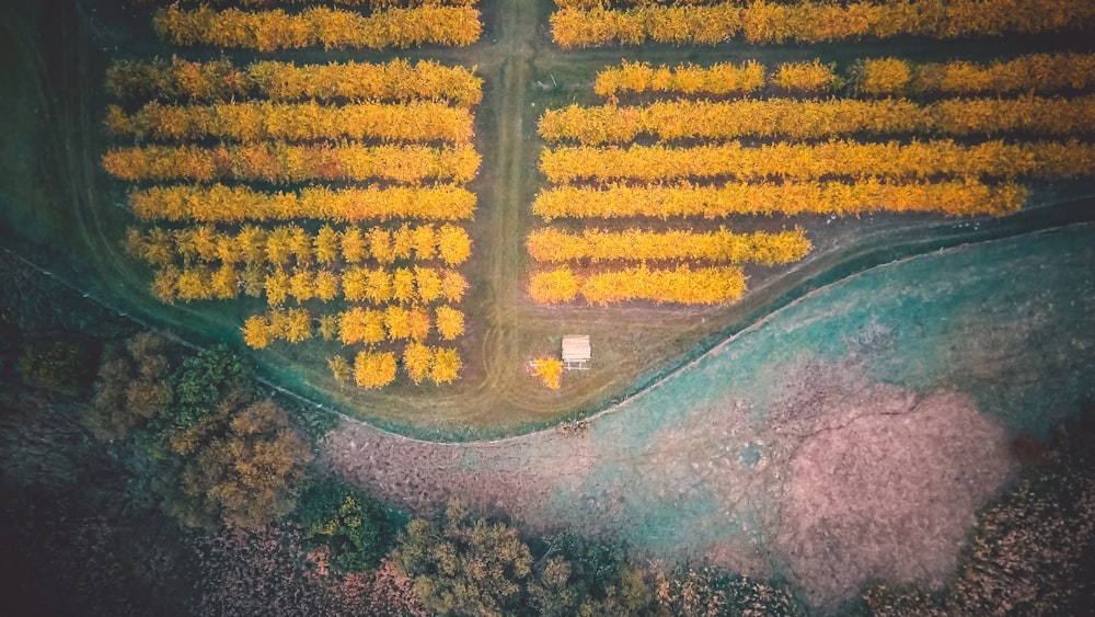 champ de fleurs jaunes et vertes