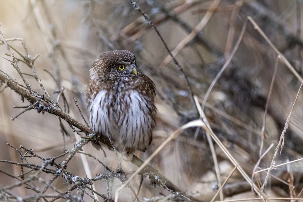 brown and white owl on brown tree branch during daytime