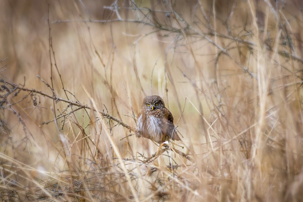 brown and white owl on brown grass during daytime