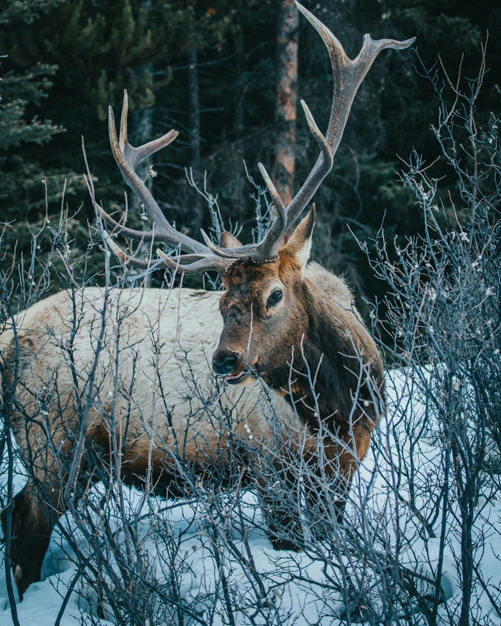 brown deer on snow covered ground during daytime