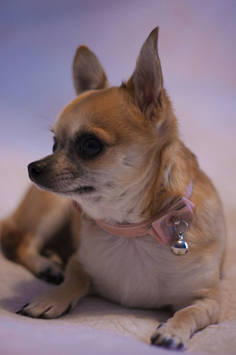 brown chihuahua with pink leash