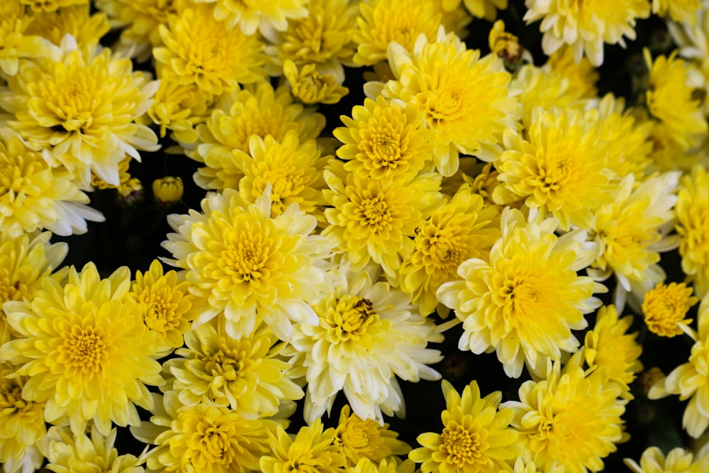 yellow flowers in macro lens