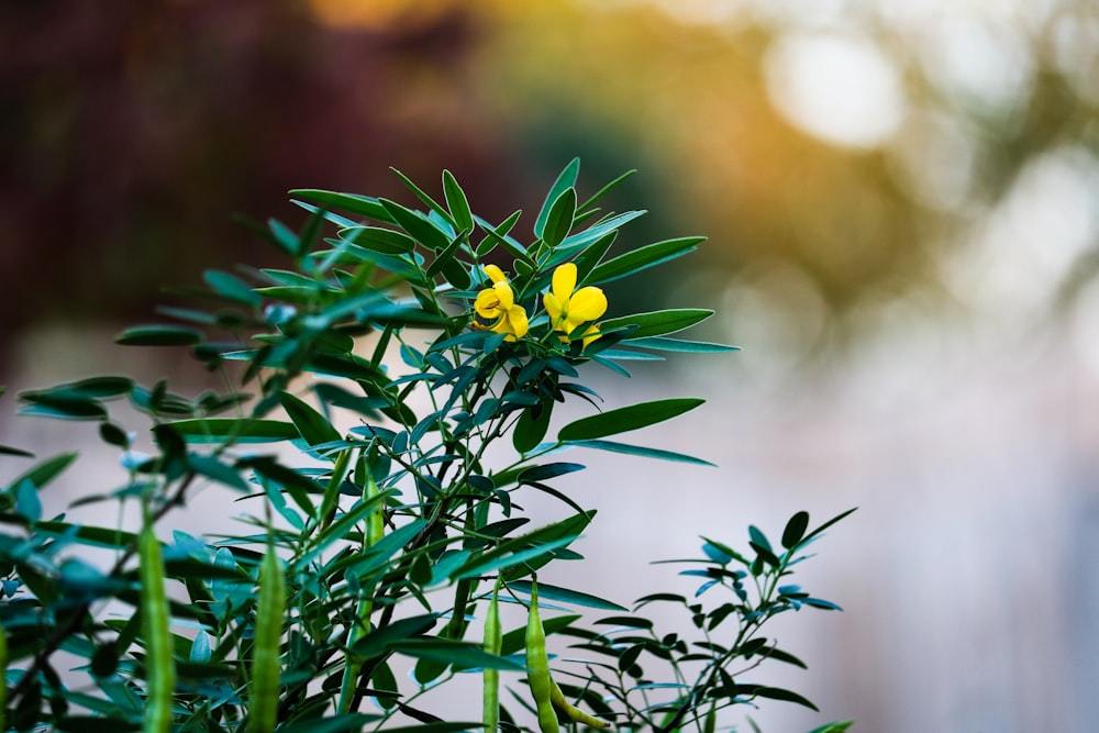 yellow flower with green leaves