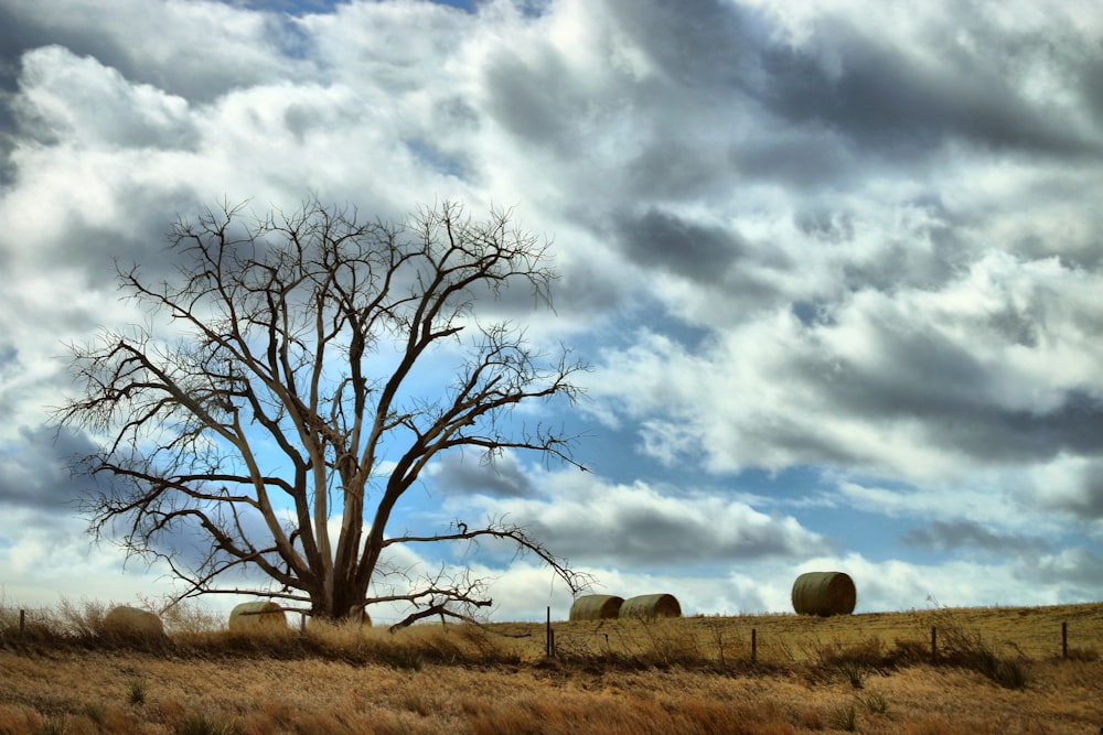 leafless tree under cloudy sky during daytime