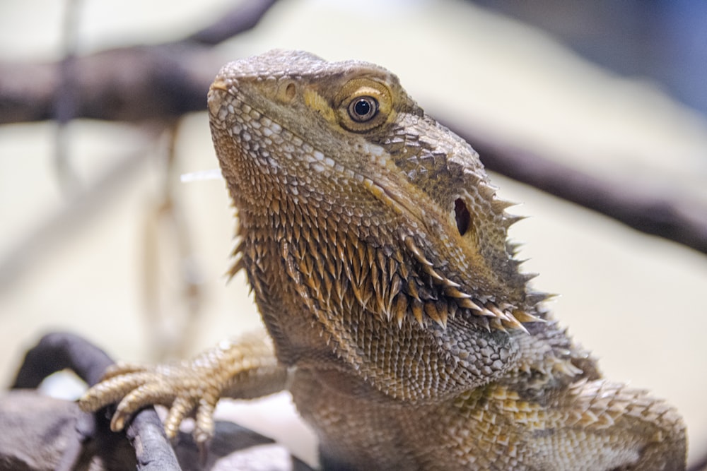 brown bearded dragon on brown wood