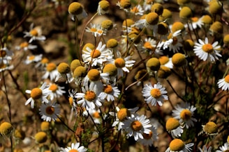 Close-up of oat and chamomile flowers representing gentle natural cleansing ingredients.