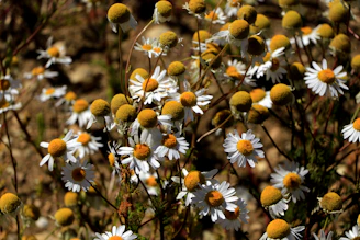 Close-up of natural ingredients like aloe and chamomile used in our formulas.