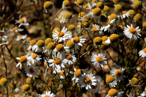 Close-up of dried chamomile flowers in a rustic wooden bowl