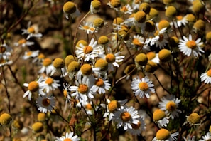 Close-up of dried chamomile flowers softly lit on a wooden table.