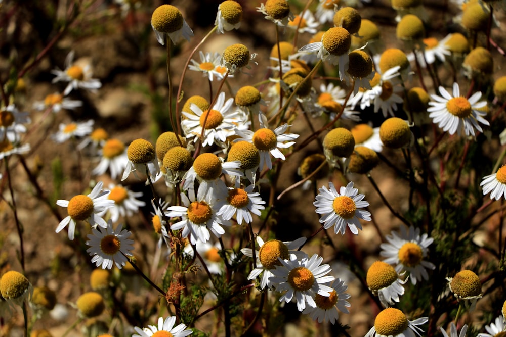 white and yellow flowers in tilt shift lens