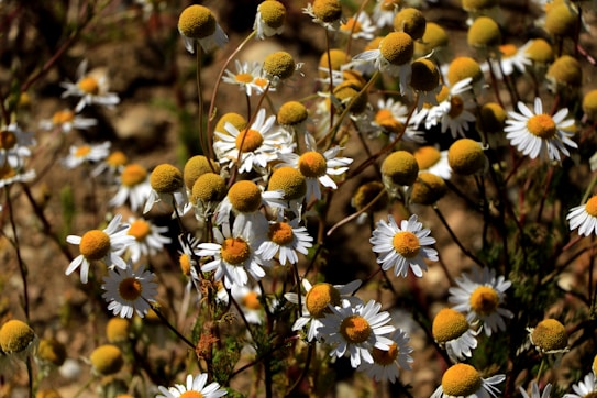 A close-up view of chamomile flowers with white petals and yellow centers. The flowers are densely clustered and stand out against a blurred background, creating a natural and earthy setting.