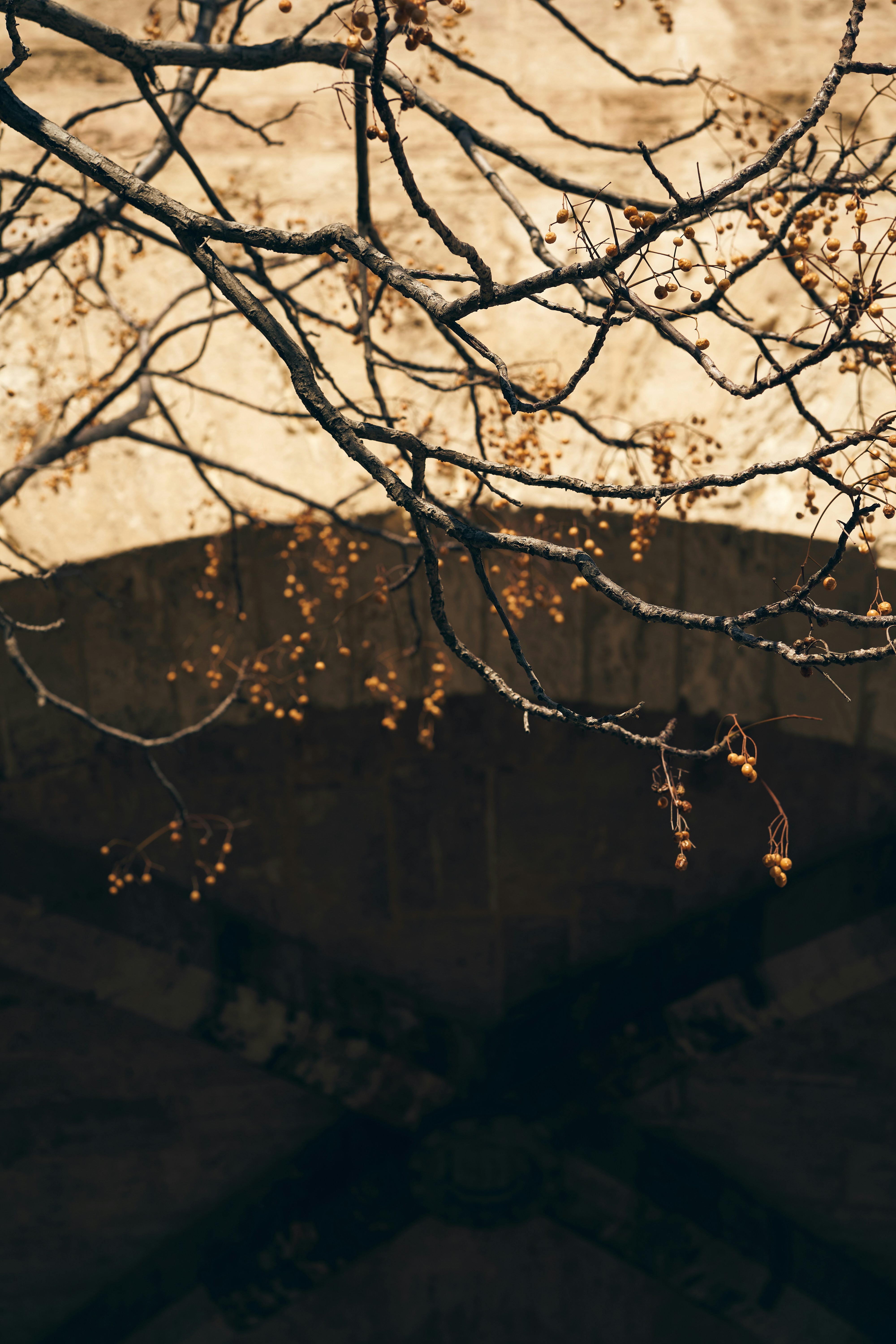 Berry tree