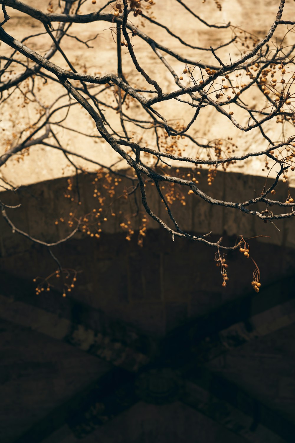 brown tree with white leaves