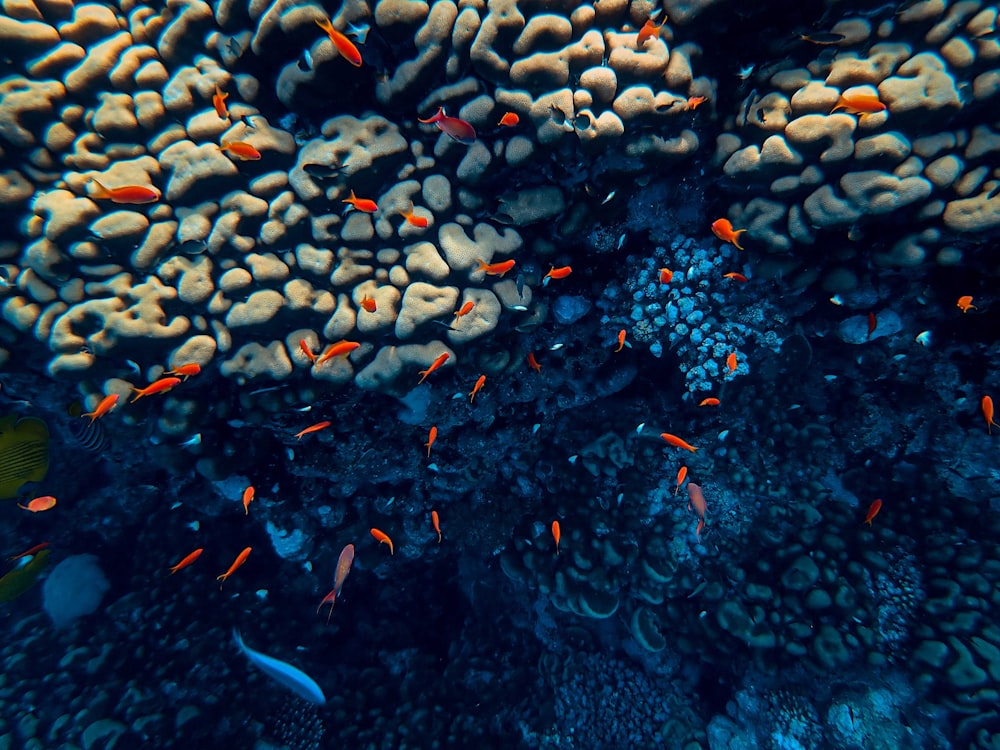 red and black fish in water