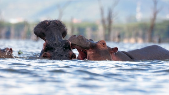 brown animal on body of water during daytime in Lake Naivasha Kenya