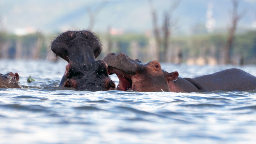 brown animal on body of water during daytime