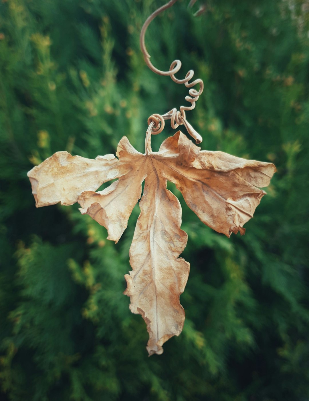 brown leaf with water droplets