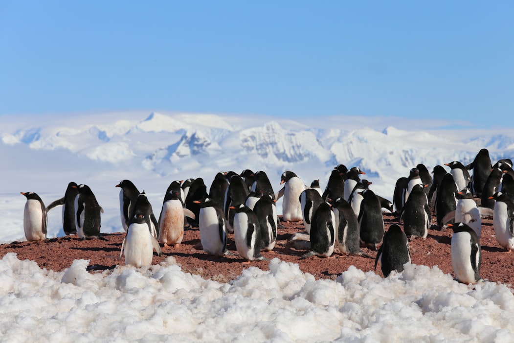 Penguin camps in Antarctica