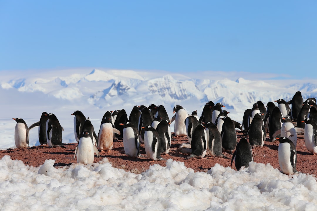 penguins on snow covered ground under blue sky during daytime