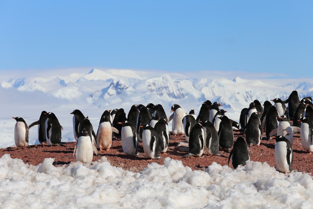 pingüinos en el suelo cubierto de nieve bajo el cielo azul durante el día