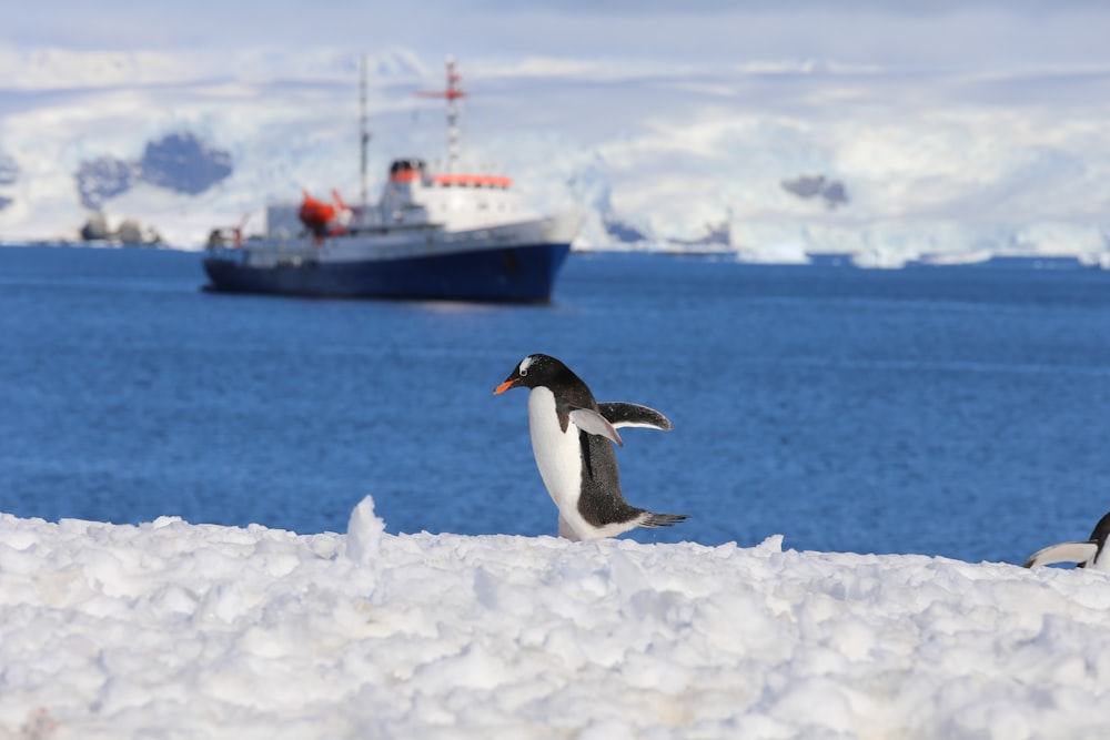 penguin on snow covered ground during daytime