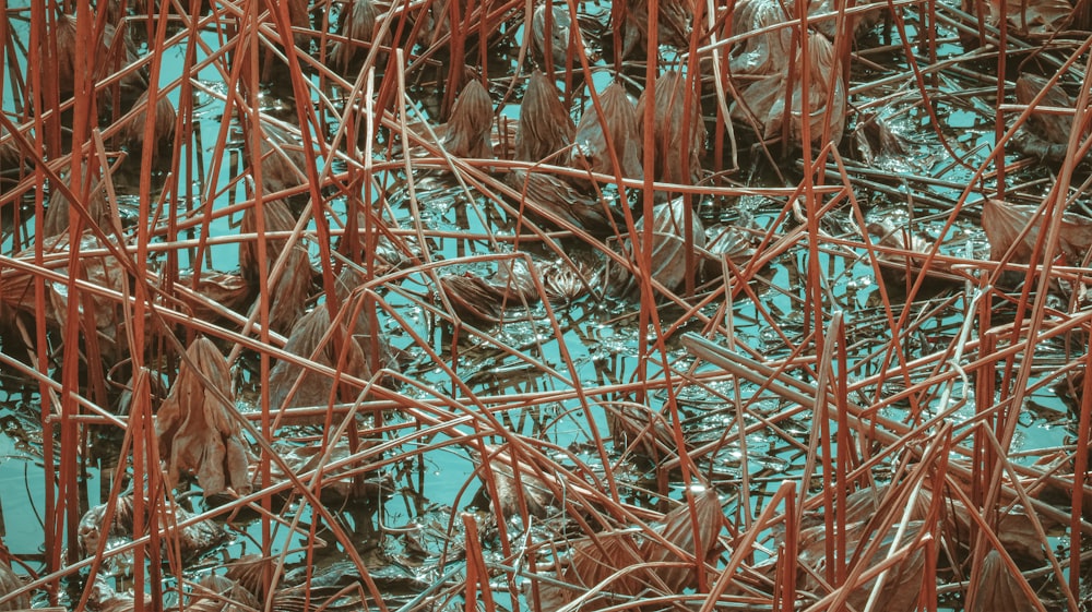 brown dried grass on water