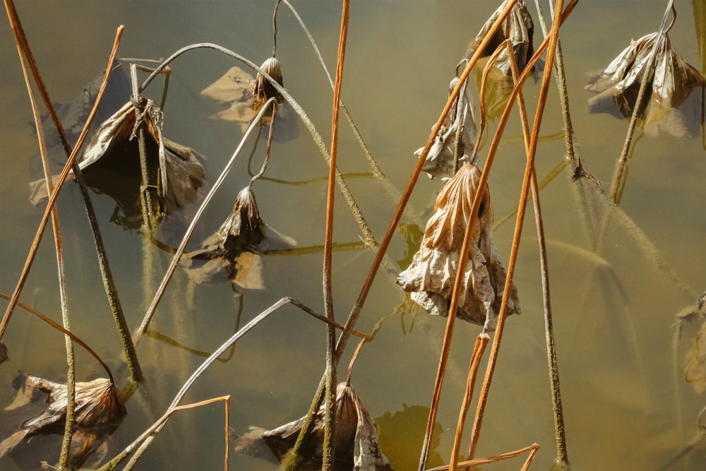 folhas secas marrons na água