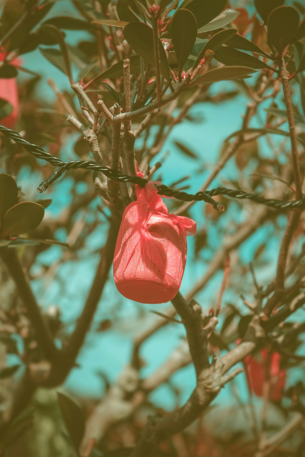 Rote Rose blüht tagsüber