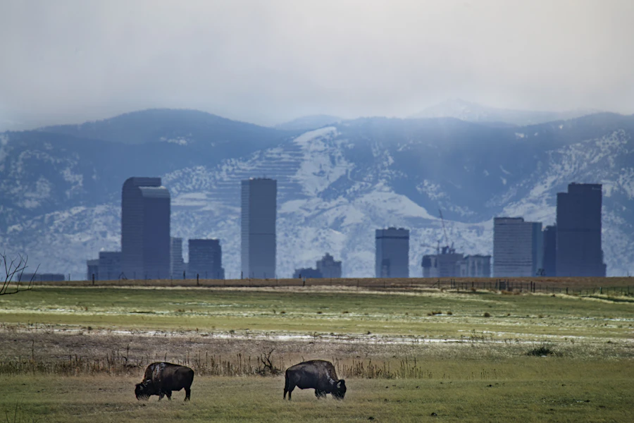 Bison grazing below the Denver skyline and snowy foothills