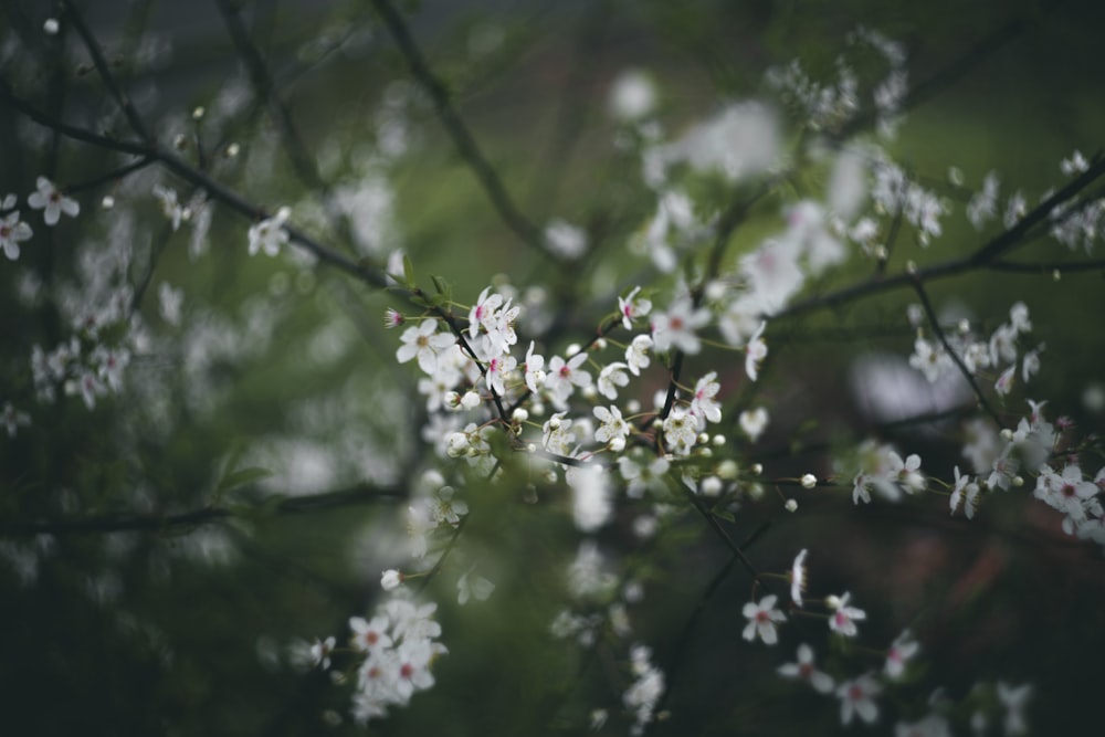 white flowers in tilt shift lens