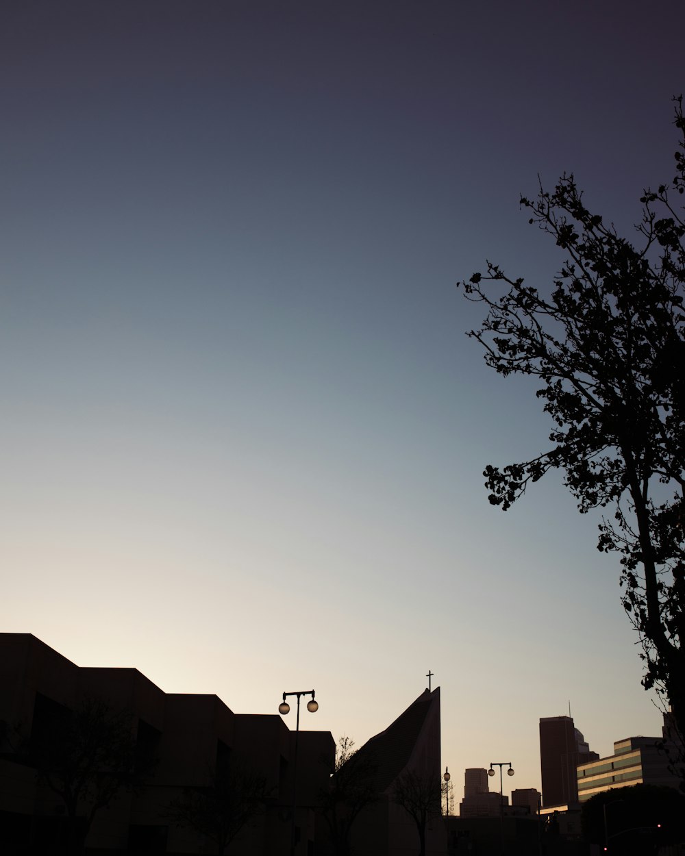 silhouette of tree during sunset