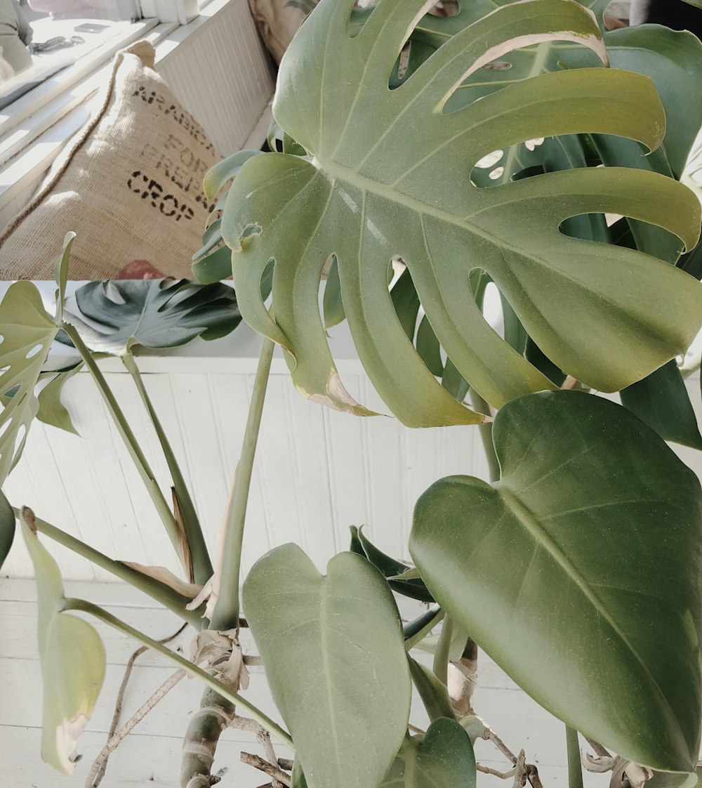 green leaves plant during daytime