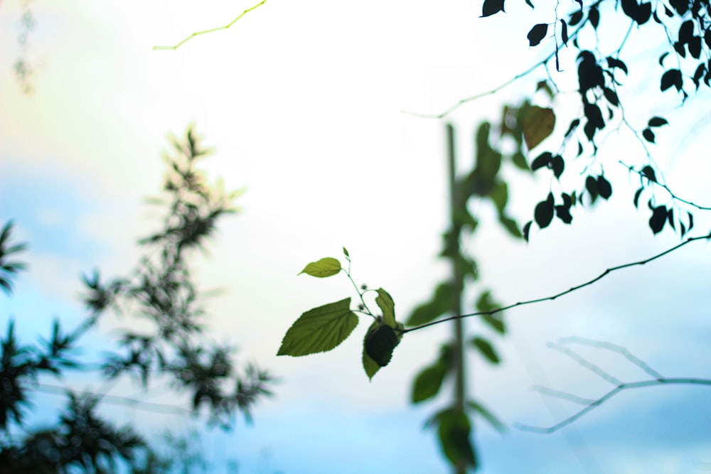 green leaves during day time