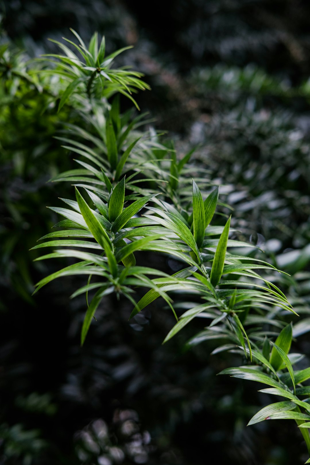 green leaf plant in close up photography