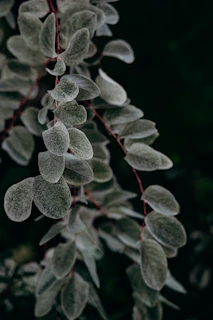 green and red leaf plant