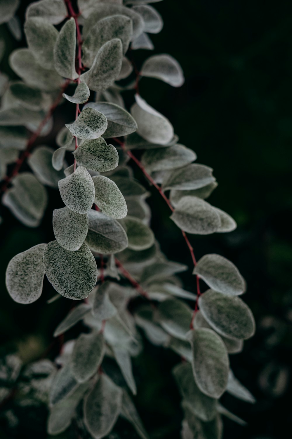 green and red leaf plant