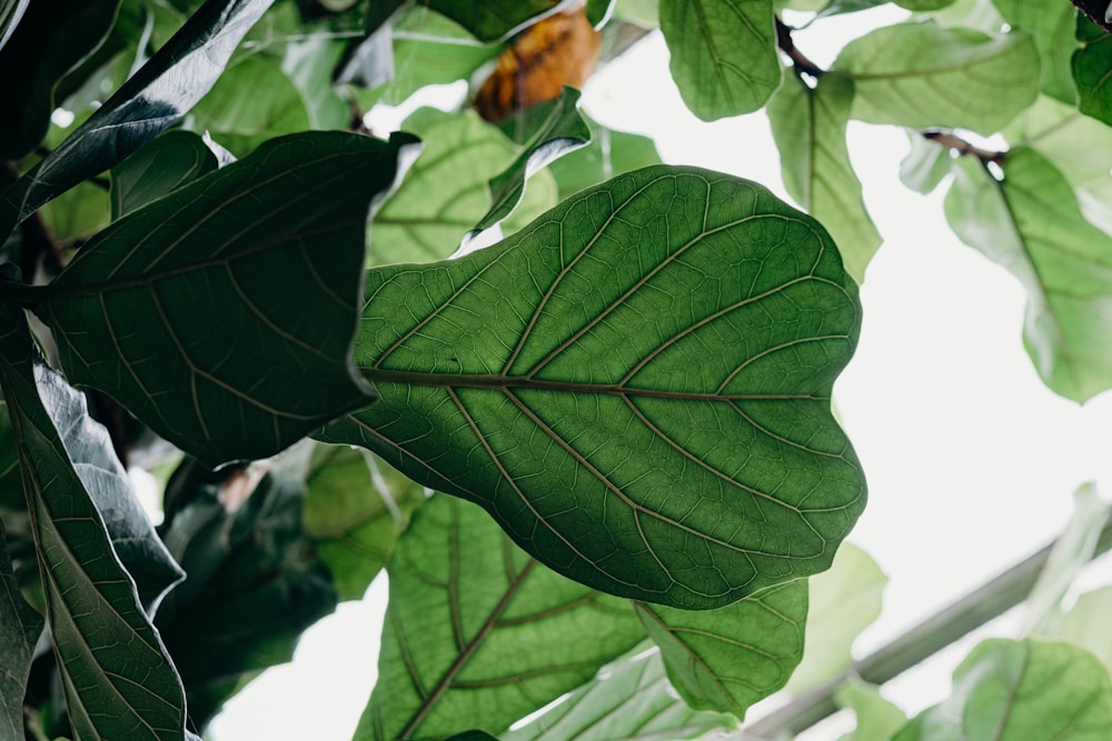 green leaves during day time