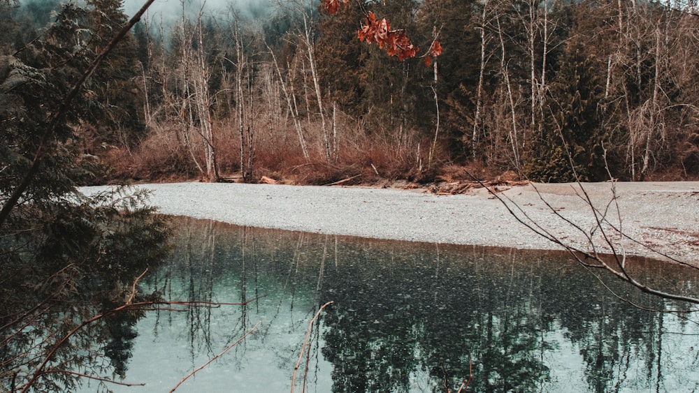 brown trees beside body of water during daytime