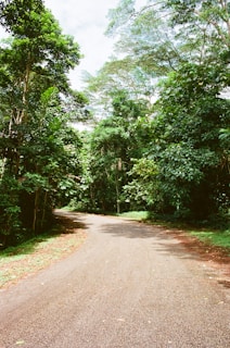 A winding road through a lush green forest.