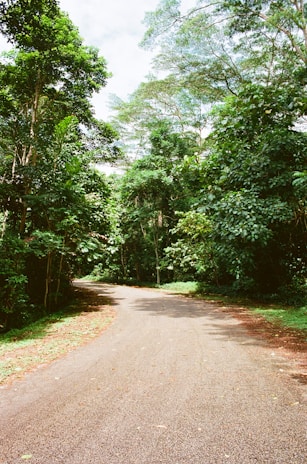 A winding road through a lush green forest.