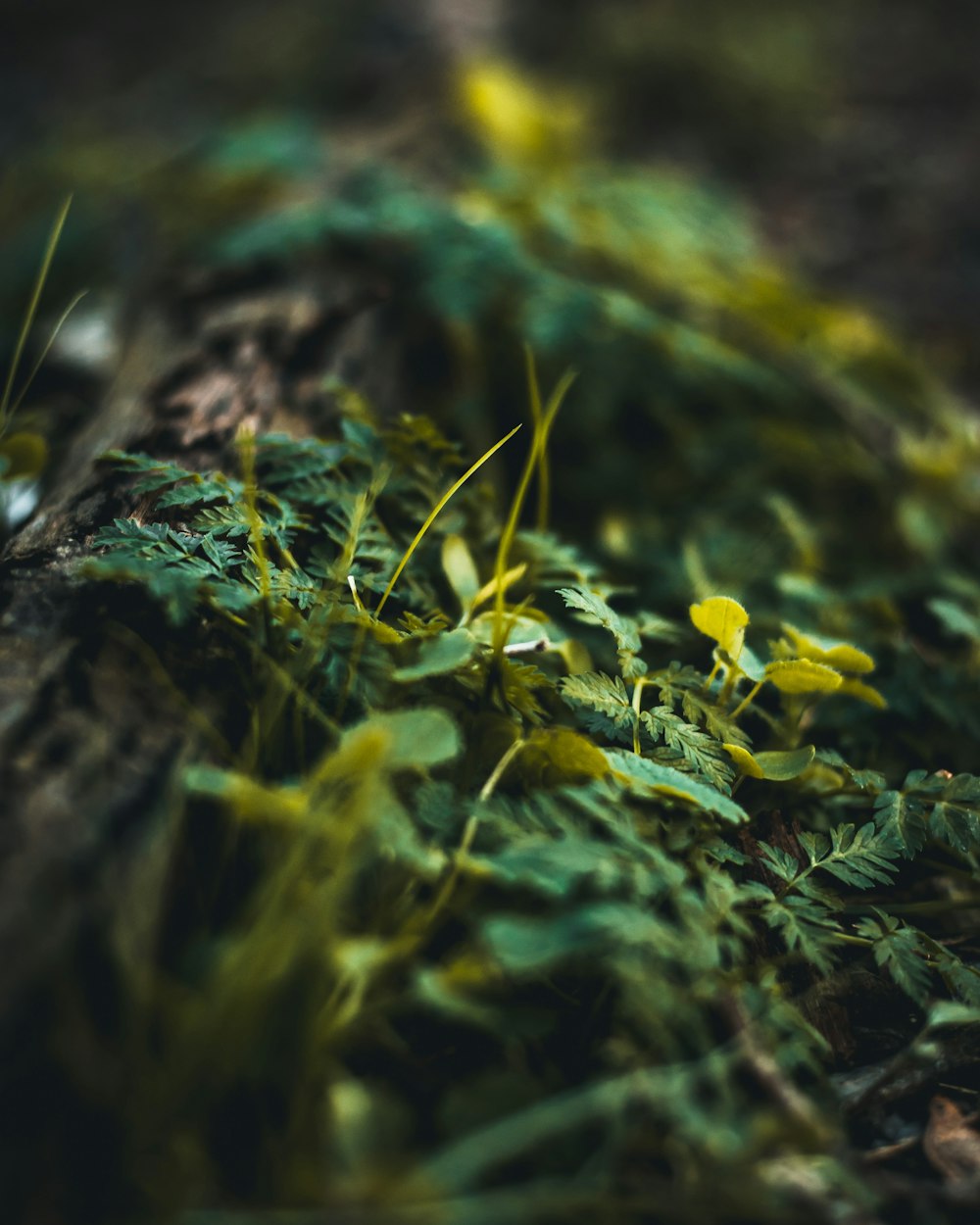 yellow flowers on brown tree trunk