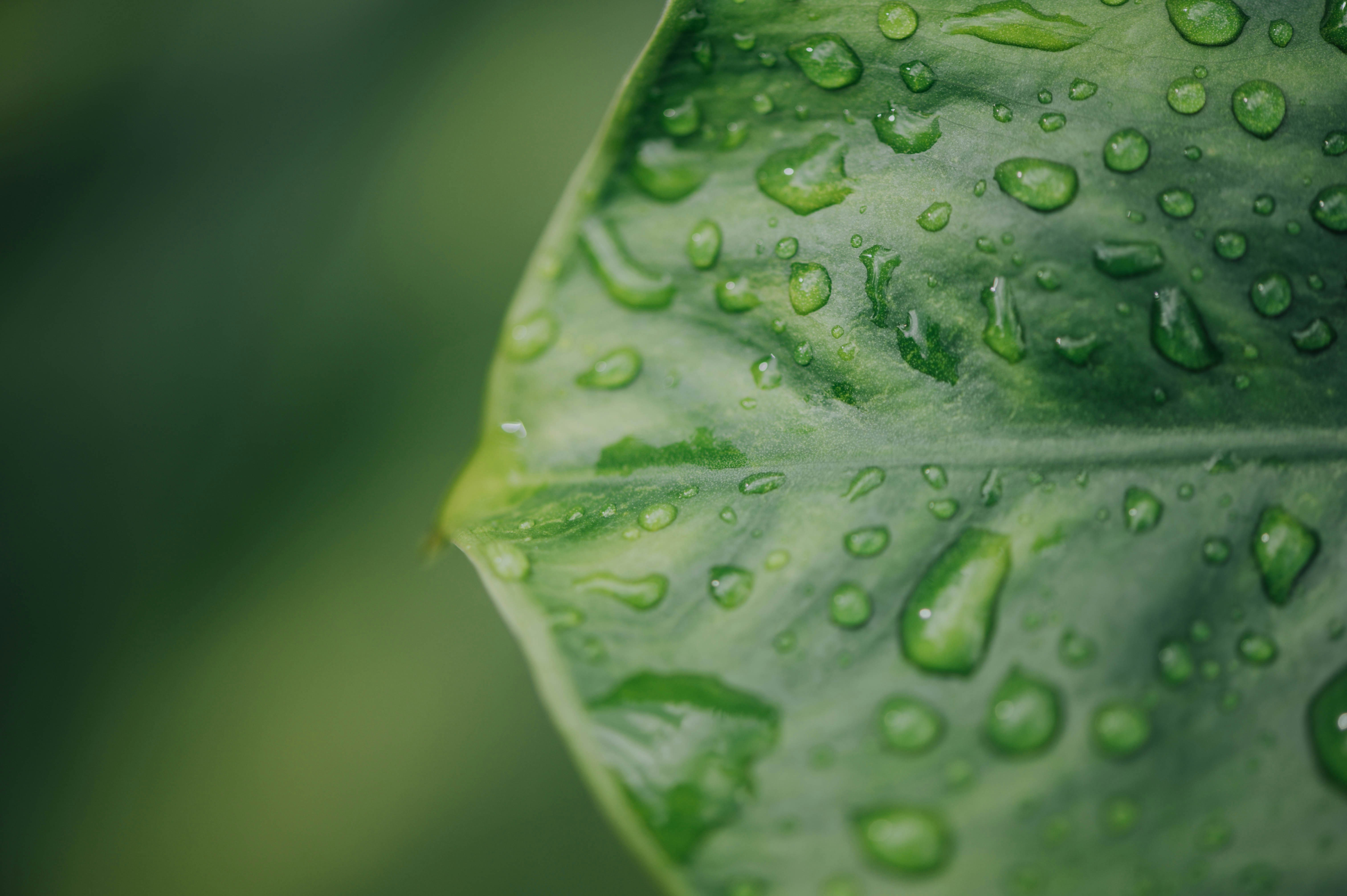 Photo by chuttersnap