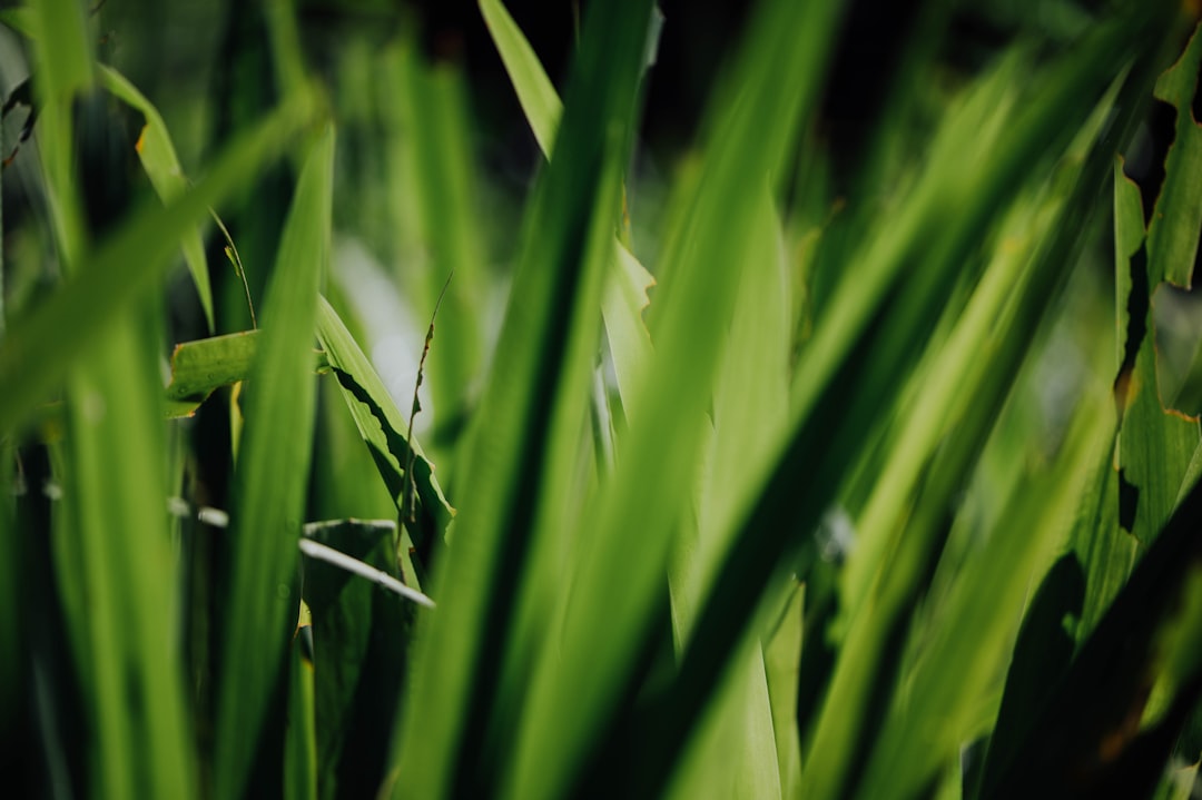 green leaf plant during daytime