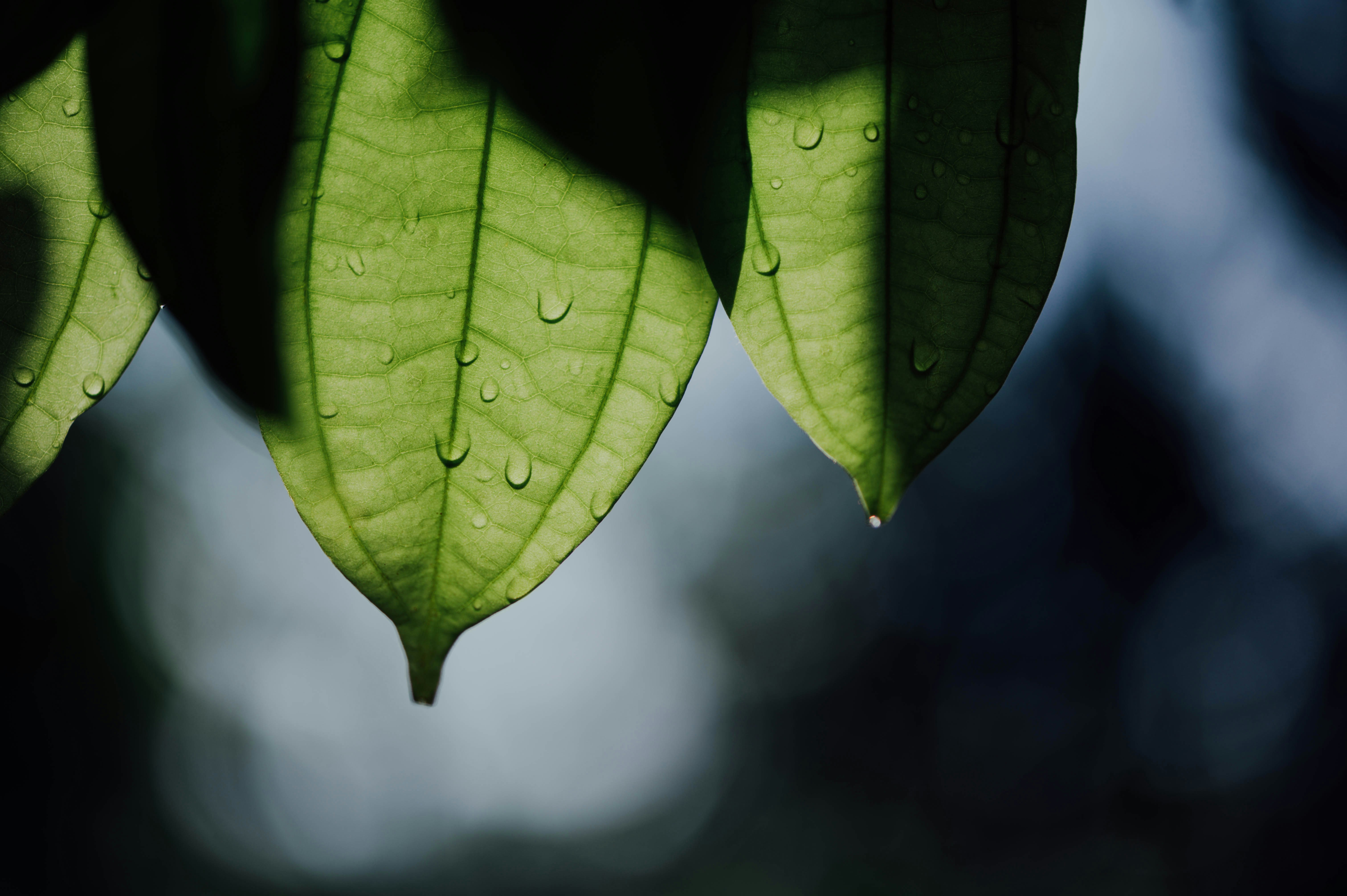 Photo by chuttersnap