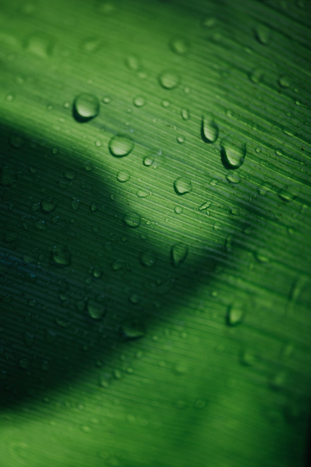 gotas de agua en la hoja verde