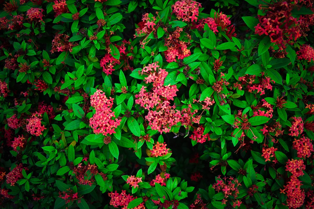 pink flowers with green leaves